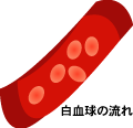 白血球の流れ