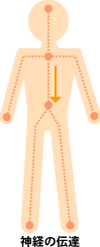 神経の伝達